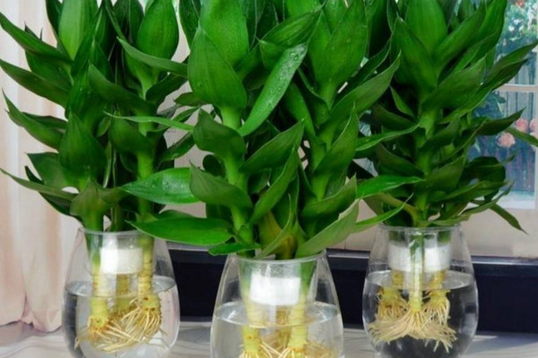 富貴竹的養(yǎng)殖方法和注意事項