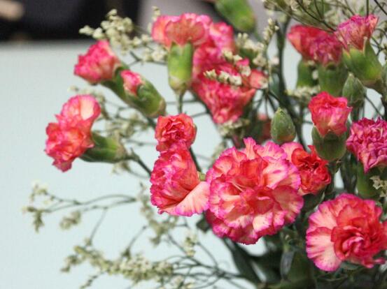 康乃馨可以吃嗎，可以吃/可制作成一道美味佳肴