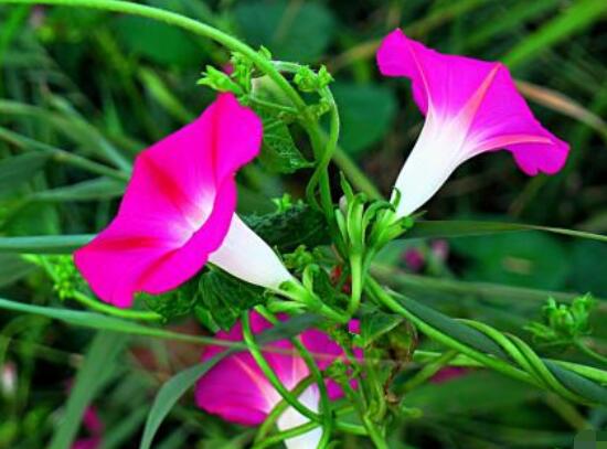 牽?；ǖ脑⒁馐鞘裁?，代表著堅(jiān)固的愛情、渺茫的戀愛