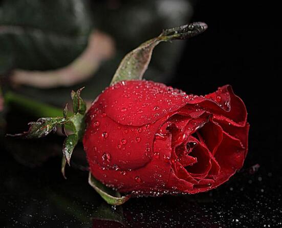 玫瑰花中藥功效與禁忌，具有調(diào)經(jīng)止痛/便秘患者、孕婦禁用