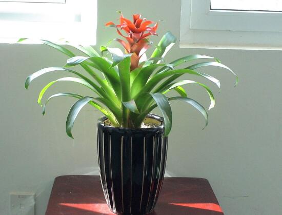 鴻運(yùn)當(dāng)頭為什么不開花，鴻運(yùn)當(dāng)頭不開花怎么辦