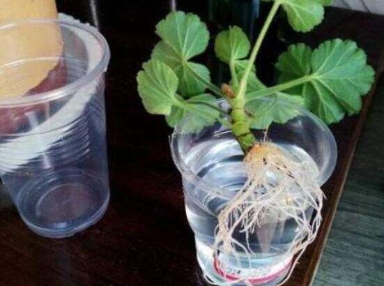 天竺葵夏天可以扦插嗎，可以/總結(jié)最簡(jiǎn)易四個(gè)步驟