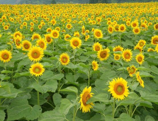 向日葵代表什么意思，代表著太陽、沉默的愛(不同朵數(shù)不同意義)