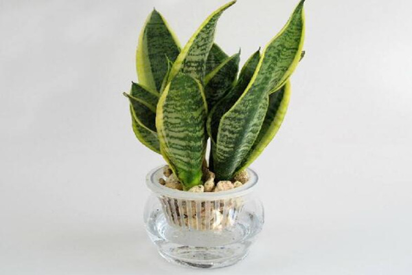 虎皮蘭水培還是土培好，水培的優(yōu)勢(shì)非常明顯