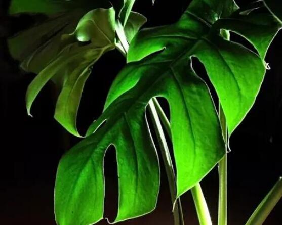 龜背竹滴水是怎么回事，只是一種正常的吐水現(xiàn)象(水分充足)