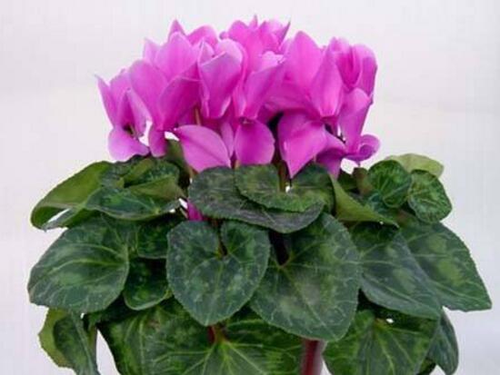 仙客來夏天怎么養(yǎng)，仙客來怎樣度過夏天