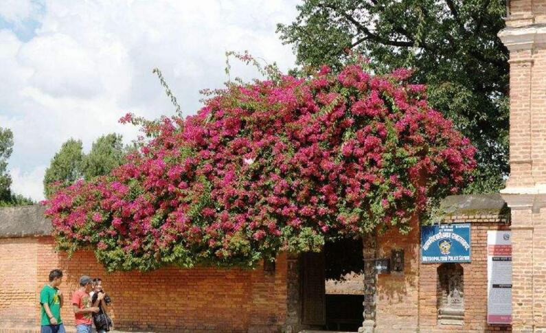 三角梅的花期，養(yǎng)殖技巧得當可全年開花