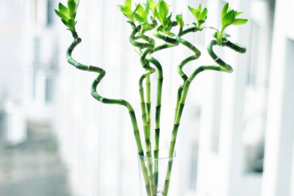 富貴竹怎么養(yǎng)才能生根，做好根莖處理工作保持溫度