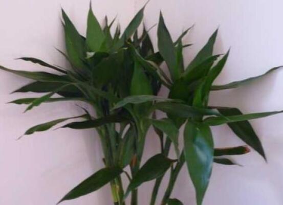 如何修剪富貴竹，教你最全面三種修剪方法(枝葉/葉芽/根系)