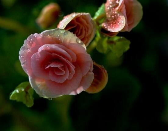 海棠花葉子發(fā)黃怎么辦，海棠花葉子發(fā)黃解決辦法