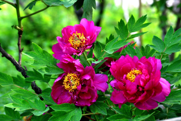 牡丹花如何過冬，穩(wěn)定室溫在15℃以上