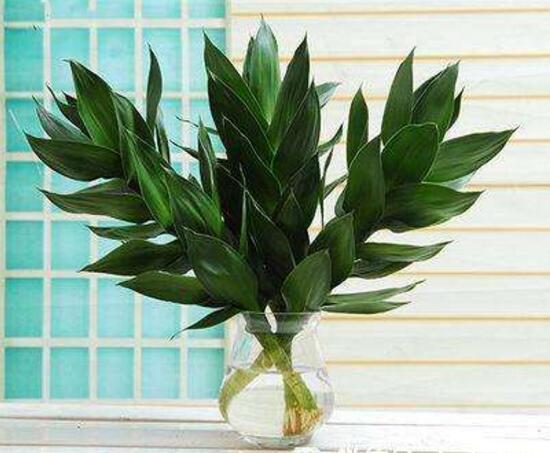 觀音竹和富貴竹的區(qū)別，觀音竹好還是富貴竹好