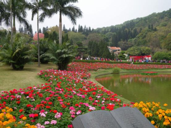 天竺葵的花語(yǔ)，象征著偶然的相遇、幸福就在你身邊