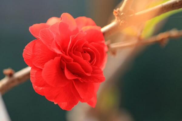 秋海棠花的養(yǎng)殖方法，秋海棠的養(yǎng)殖5大要點(diǎn)