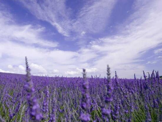 薰衣草有哪些品種，薰衣草品種圖片大全