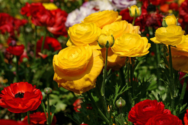 花毛茛的花語是什么，受歡迎/有魅力/高貴典雅