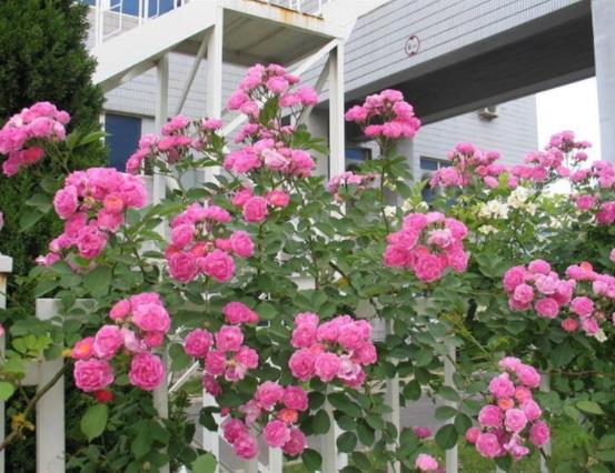 盆栽薔薇花的養(yǎng)殖方法，注意光照充足、做好控水控肥