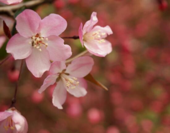 海棠花風(fēng)水寓意，金玉滿堂、富貴迎春