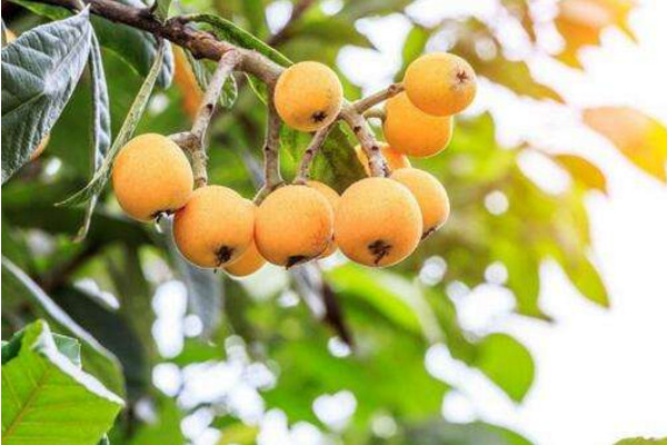 枇杷樹(shù)太高怎么修剪