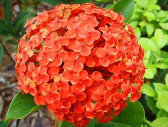 洋繡球花有毒嗎，誤食導(dǎo)致昏迷、抽搐現(xiàn)象