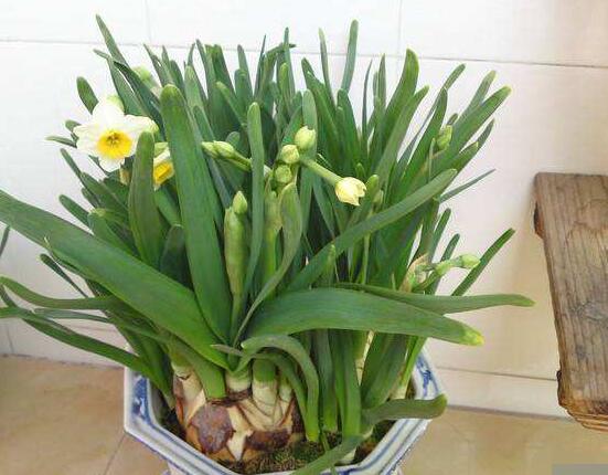 水仙花三大培植方法，介紹三種種植方法(土培/水培/沙培)