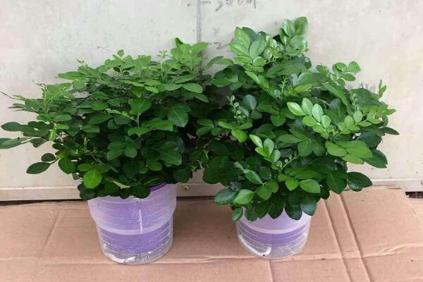 水培九里香的養(yǎng)殖方法，九里香水培養(yǎng)殖5大要點