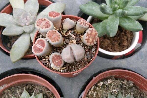 生石花繁殖方法，主要通過播種和分株兩種方法進行