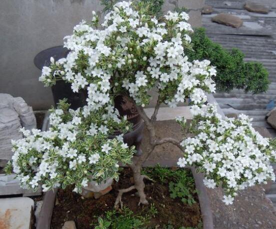 怎樣養(yǎng)好六月雪，盆土是關(guān)鍵/做好澆水施肥