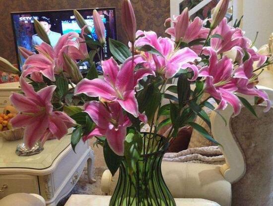 百合花怎么養(yǎng)，百合花的養(yǎng)殖方法和注意事項(xiàng)