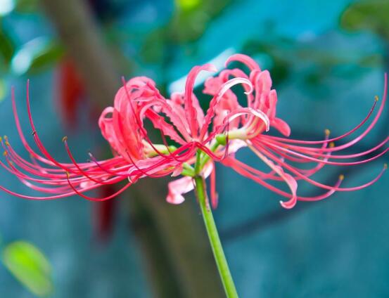 彼岸花的傳說與花語，代表著優(yōu)美的純潔、相互思念