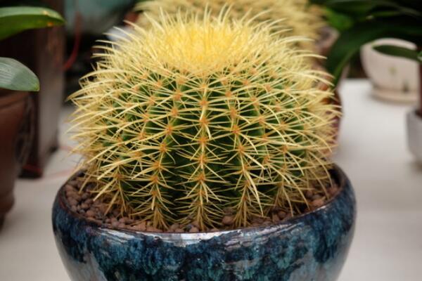 仙人球澆水方法，不同的季節(jié)植株對(duì)水分的需求不同