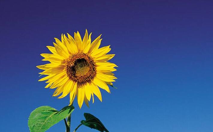 向日葵象征什么意義，最適合送給暗戀的人