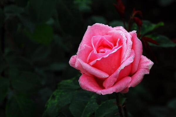 月季花冬天會(huì)凍死嗎，-15℃以上可直接過冬