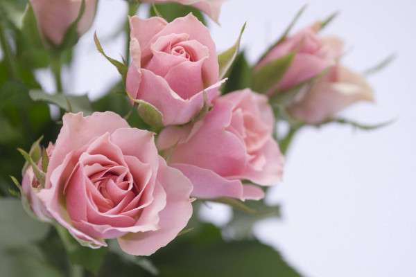 粉紅色玫瑰花代表什么，美好的初戀/愛的宣言等