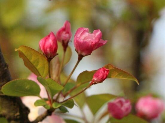 臭海棠花的養(yǎng)殖方法，老農(nóng)總結(jié)簡單實(shí)用七個養(yǎng)殖技巧