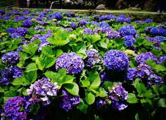 繡球花怎么施肥，繡球花施肥方法