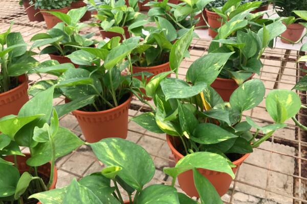 怎樣讓綠蘿兩天爆盆，讓綠蘿迅速爆盆的5大技巧