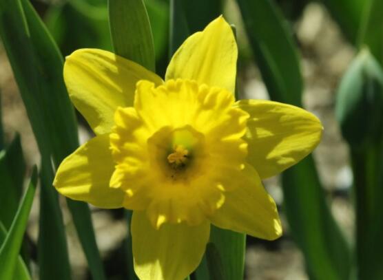 洋水仙土培好還是水培好，土培存活率高、水培易爛根