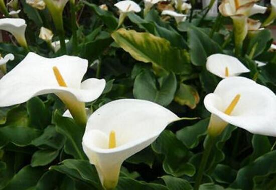 馬蹄蓮怎么養(yǎng)，馬蹄蓮的養(yǎng)殖方法及注意事項(xiàng)