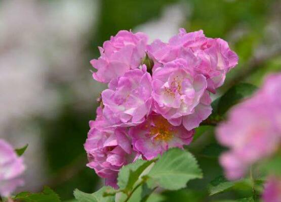 薔薇花什么時候施肥，薔薇花做到薄肥勤施原則