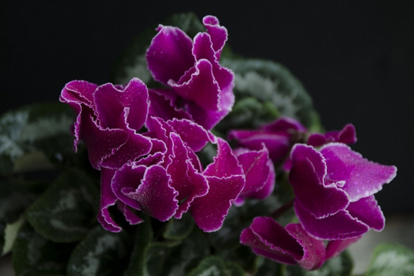 仙客來的繁殖方法，播種繁殖/切莖繁殖/組織繁殖