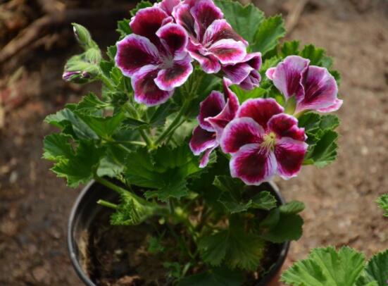 天竺葵的養(yǎng)殖方法，老農(nóng)教你八大基本養(yǎng)殖要點