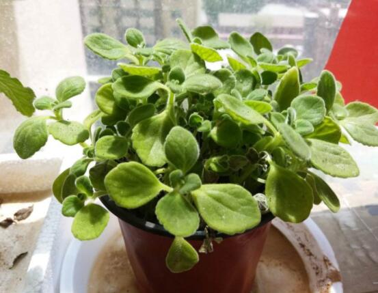 碰碰香能吃嗎，可食/泡茶泡酒香味濃郁、美味可口