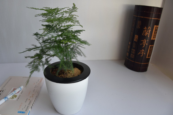 文竹冬天怎么澆水，保持土壤偏干燥即可