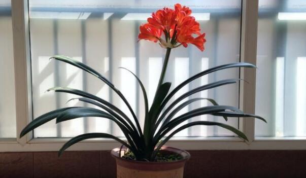 啤酒噴綠蘿的注意事項，注意濃度以及噴灑次數(shù)