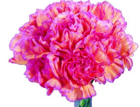 康乃馨一年開幾次花，一年只開一次花