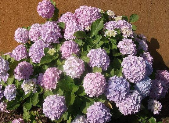 繡球花的花語和寓意，忠貞永恒、浪漫圓滿