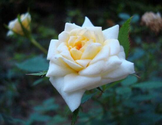 月季適合送給什么人，盤點(diǎn)送五個(gè)最適宜人