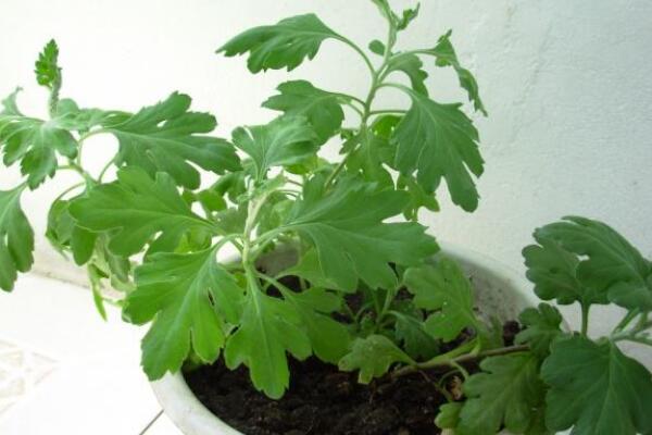 菊花什么時候扦插好，每年的4~5月扦插成活率最高