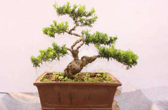 羅漢松有毒嗎，羅漢松可以在臥室養(yǎng)嗎